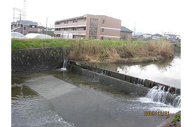 kamo